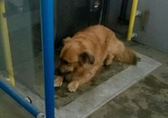 В Красноярске собака спасла школьника, которого прищемило дверьми автобуса 