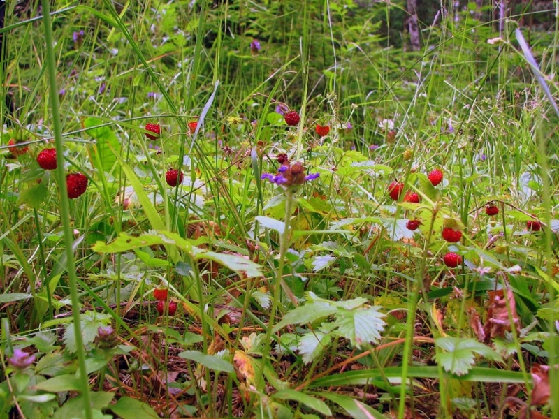 В России хотят принять налог на лесные ягоды