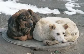Зоозащитников Красноярска призвали участвовать в контроле над работой нового подрядчика по отлову бродячих собак