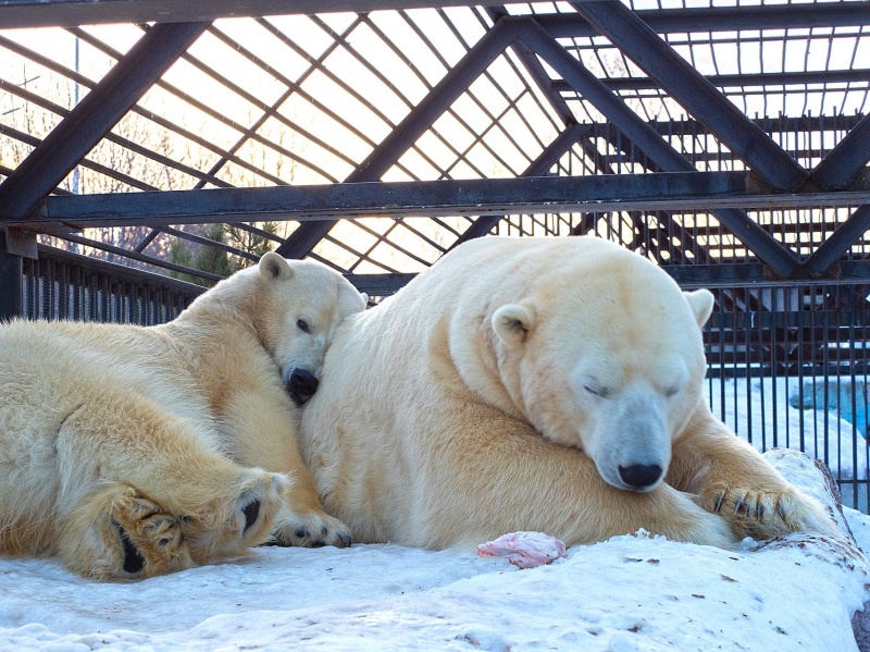 В Красноярском зоопарке белая медведица наелась рыбы