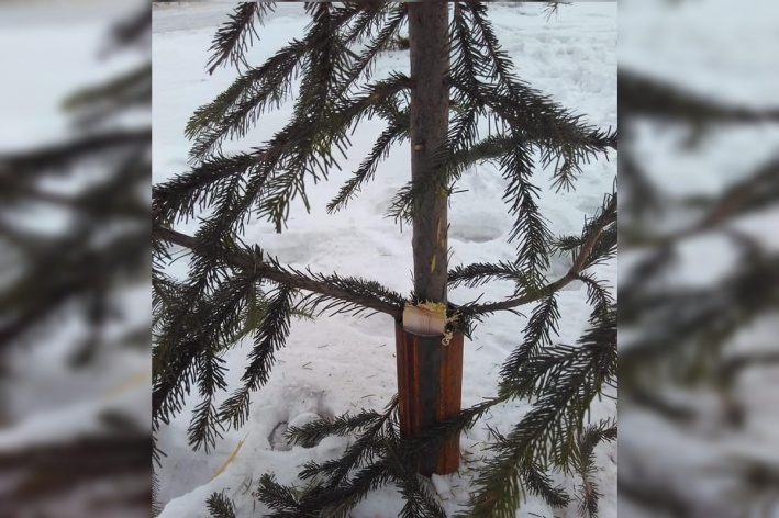 В красноярской мэрии рассказали, что воткнули в снег спиленные ёлки по инициативе энергетиков