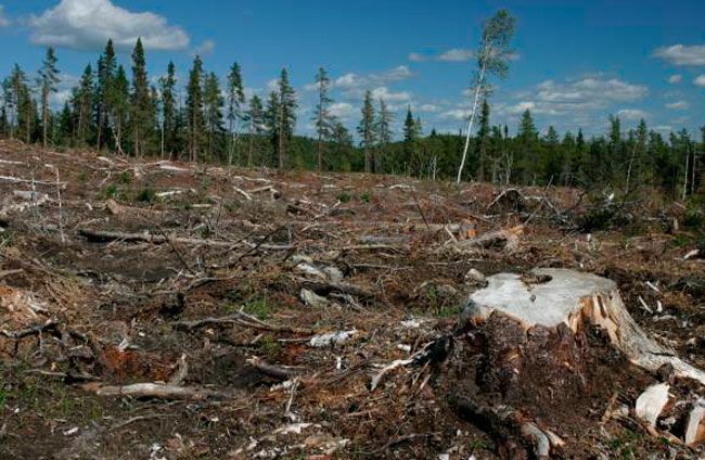 В Красноярском крае незаконно вырубили лес на миллион рублей