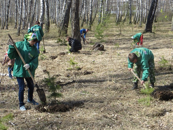 В Красноярске существенно сократились темпы высадки деревьев