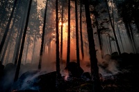 В Красноярском крае горит более миллиона гектаров леса