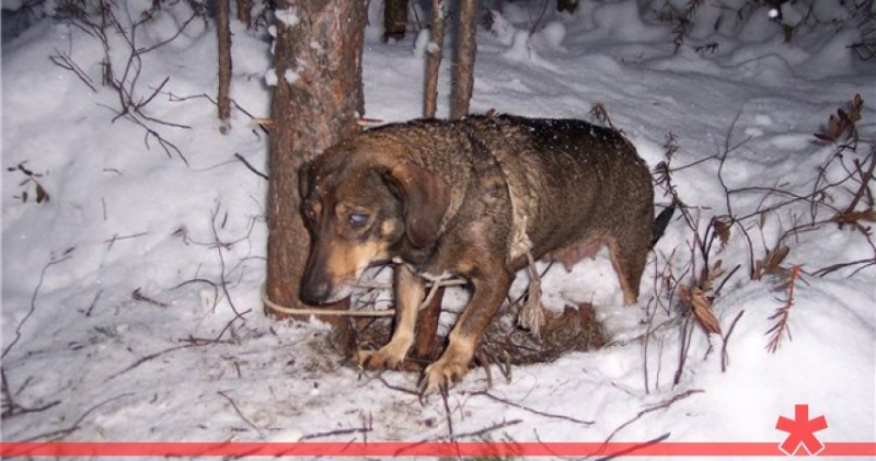 В Красноярском крае неизвестные освежевали собаку в ритуальном убийстве