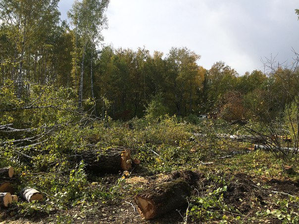 Жителей Красноярска взволновала вырубка леса около СФУ