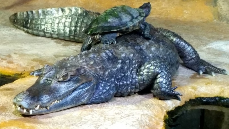 В красноярском зоопарке черепаха села на шею крокодилу