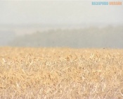 В Красноярском крае зерно стали чаще возить по железной дороге