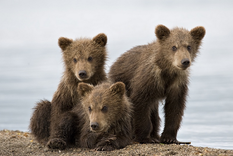 В Красноярском крае на дорогу вышли трое медвежат