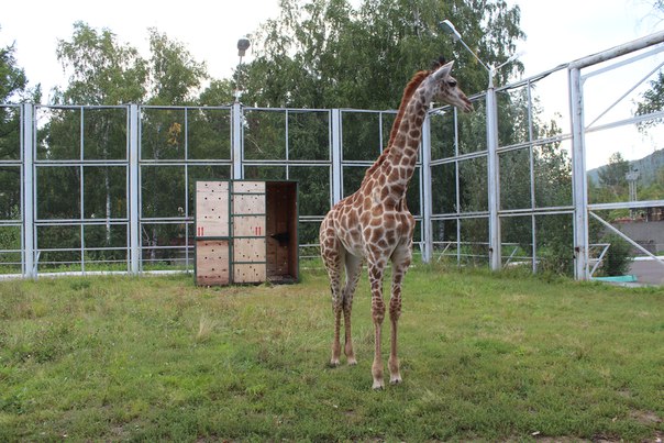 Знаменитая самочка жирафа – малышка Радуга покинула Красноярск и уехала на постоянное местожительство в Нижний Новгород, в частный зоопарк «Лимпопо»