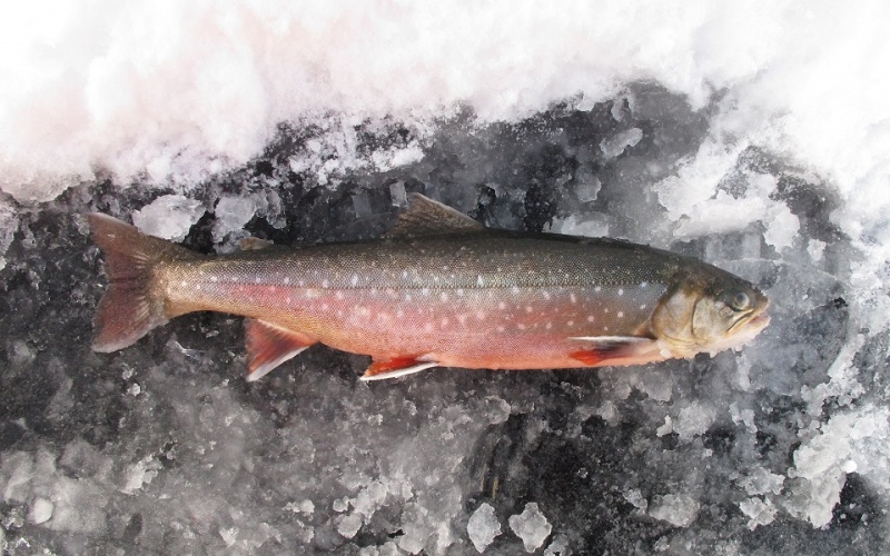 Самая ценная для здоровья рыба обитает на территории Красноярского края