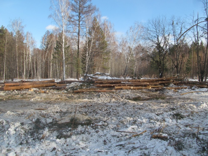 В Красноярском крае обнаружена незаконная вырубка леса на 1,7 млн рублей