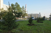 Больше 4200 деревьев высадили в Красноярске за эту неделю