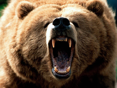 Пожары, клещи, медведи и бешеные лисы: названы основные опасности мая для жителей Красноярского края 
