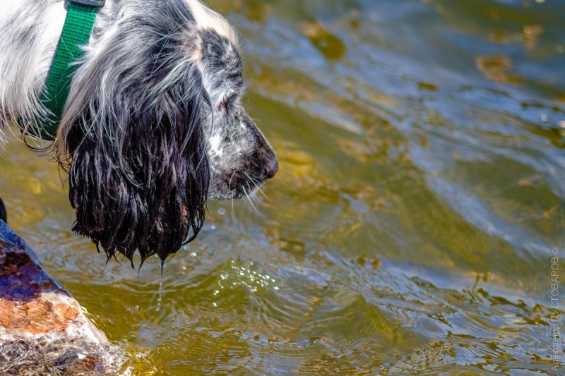 Спасатели в Красноярском крае спасли тонущую в реке собаку 