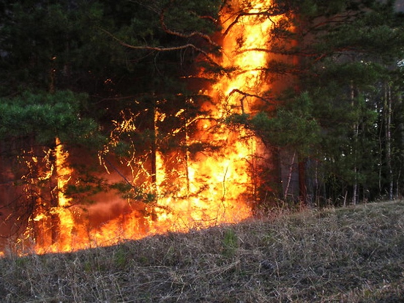 Красноярский край входит в топ-3, где больше всего лесных пожаров