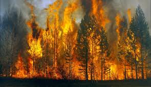 В прошлом году в Красноярском крае сгорело более 2 млн гектаров леса: ущерб исчисляется миллиардами рублей 