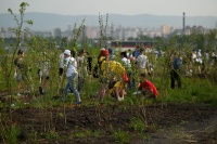 В День эколога в Красноярске высадили 1000 деревьев