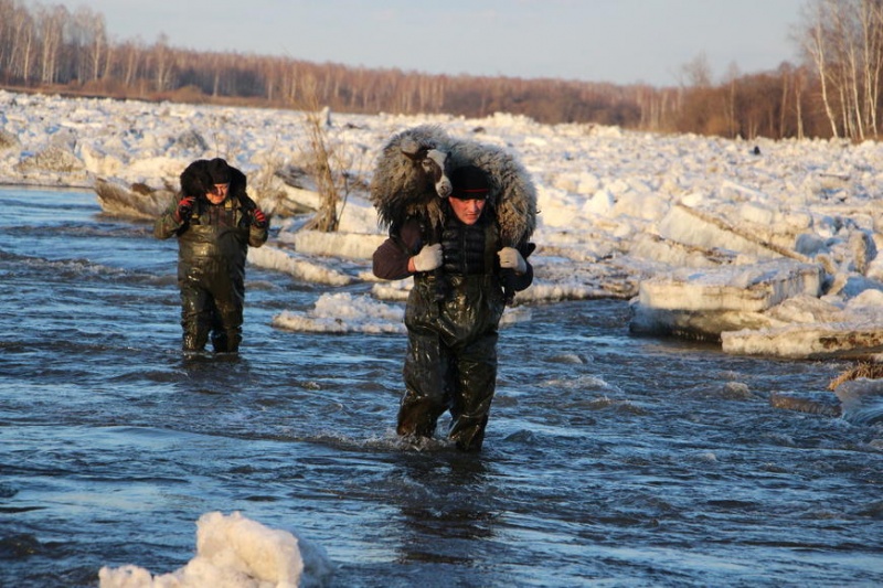 В Красноярском крае спасатели на себе выносили овец