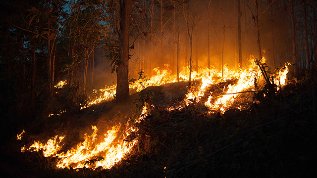 За прошедшие сутки в крае ликвидировано 18 лесных пожаров