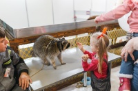 Тысячи породистых собак, кошек и экзотических животных покажут в Красноярске на выставке «ЗООМИР»
