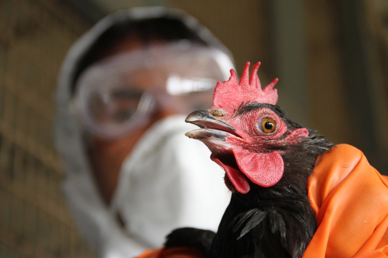 Красноярцев предупредили об опасности птичьего гриппа