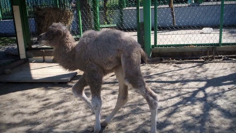 В парке «Роев ручей» родился верблюжонок