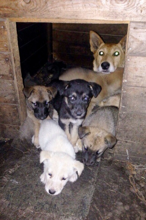 В красноярском автосервисе полгода издевались над собаками и убивали их