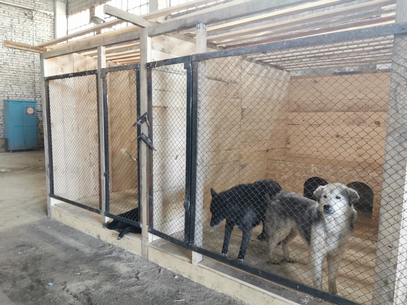 740 бездомных собак отловили и стерилизовали в Красноярске