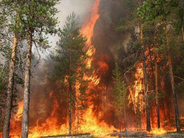 Прокуратура Шушенского района проверила законодательство о лесопользовании в связи с наступлением пожароопасного сезона