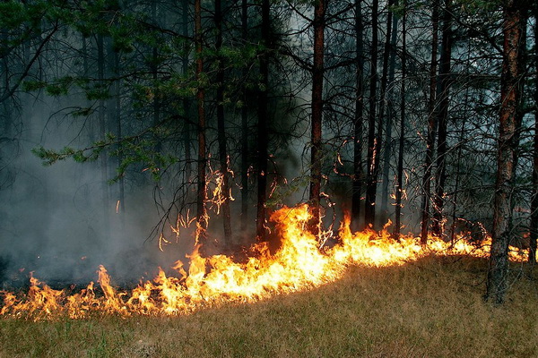 В Красноярском крае горит лес на площади почти 1000 га